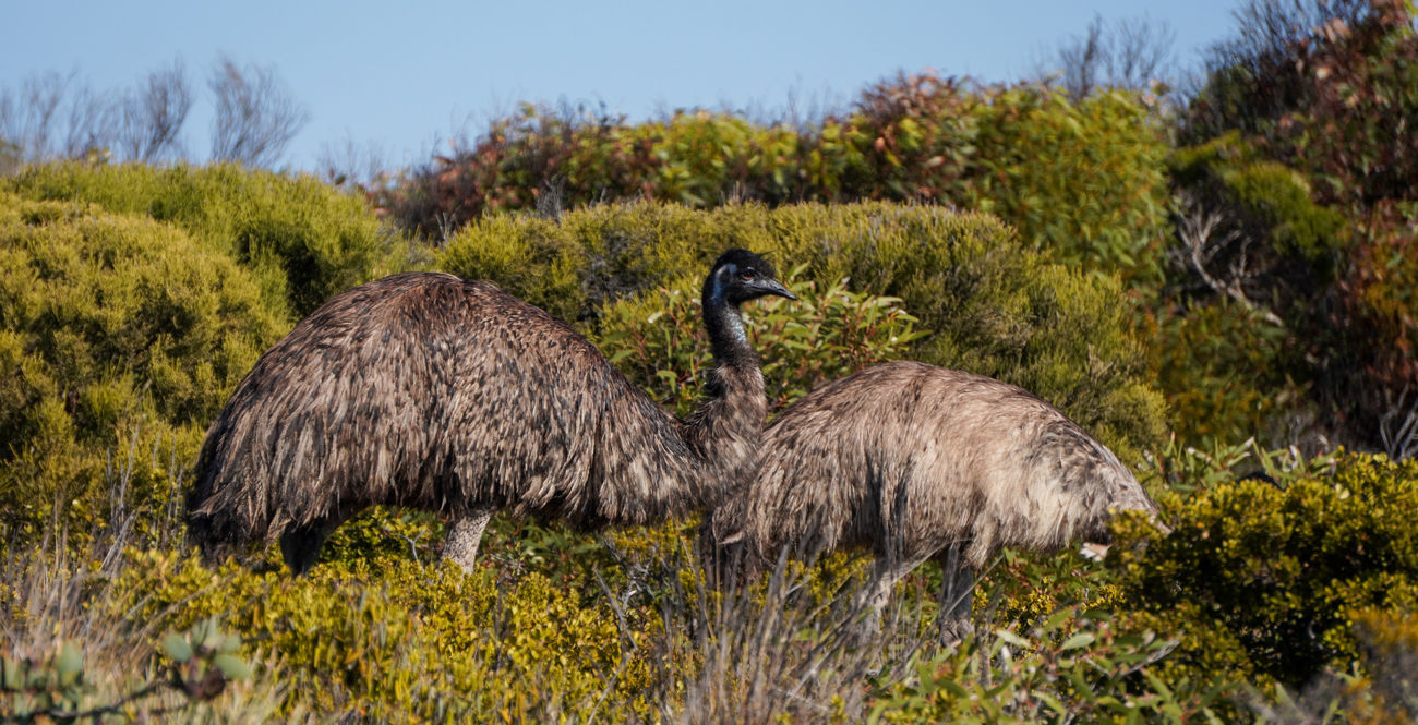 Emus in Dhilba Guuranda-Innes National Park