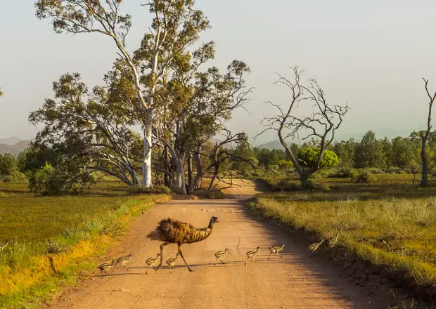 Emu-Mutter mit ihren Küken auf einem Feldweg in Australien