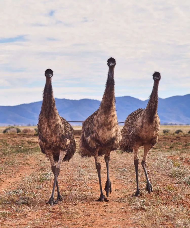 Emus in Australien