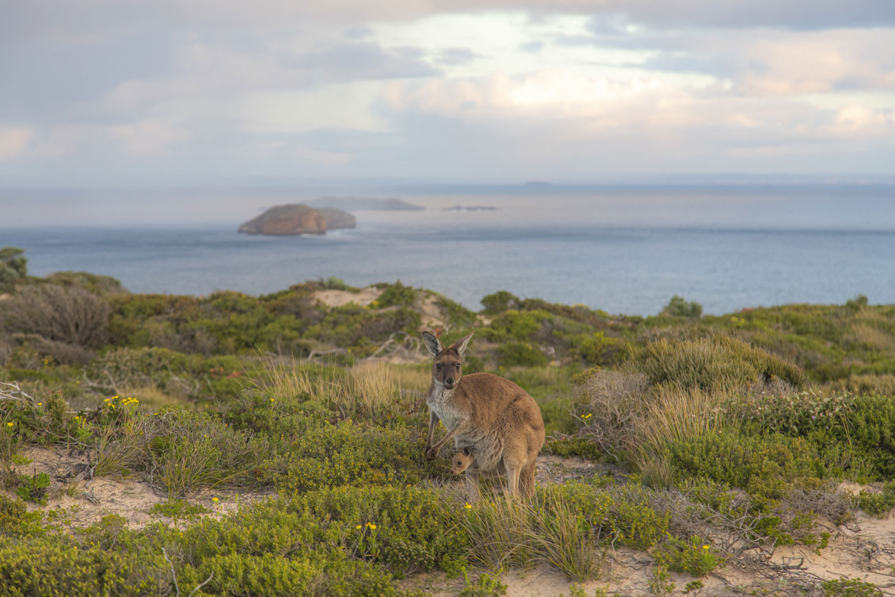 Kangaroos at Cape Spencer @adbe_photographyyorke