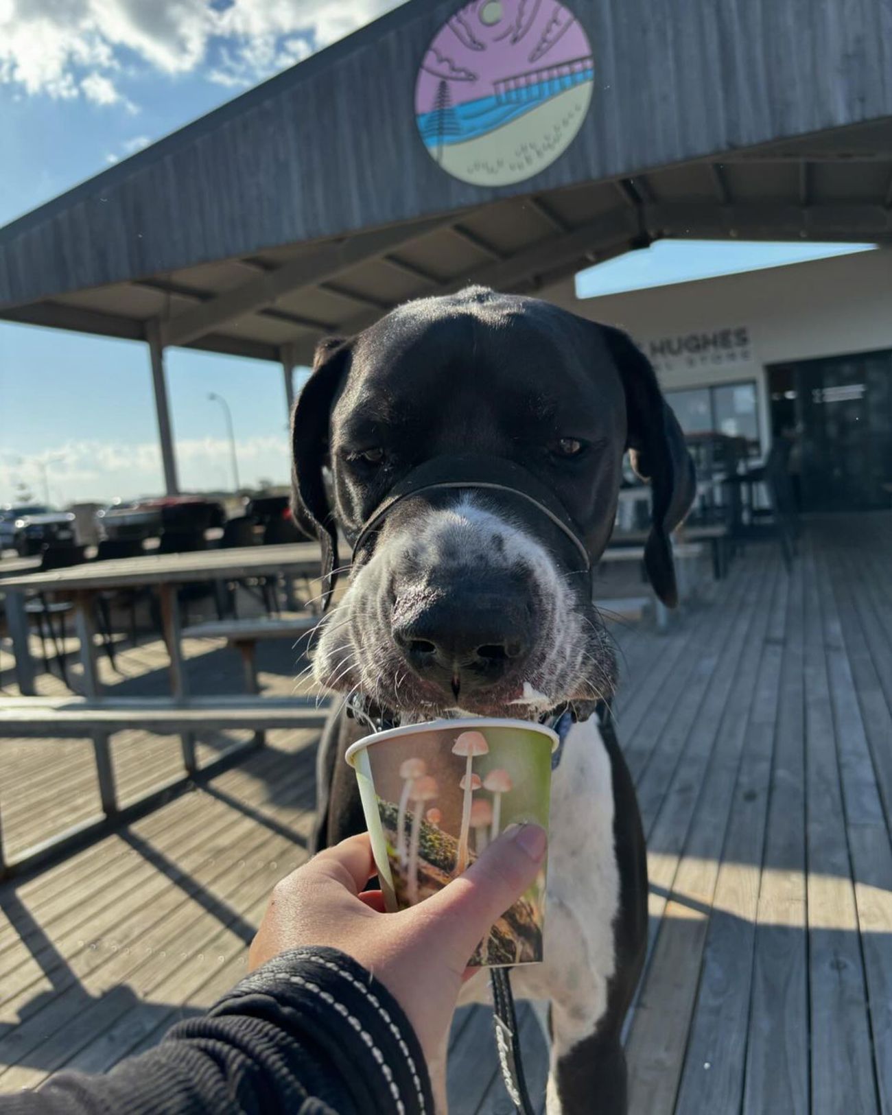 Boston at the Port Hughes General Store. Credit:@great.minature.adventures