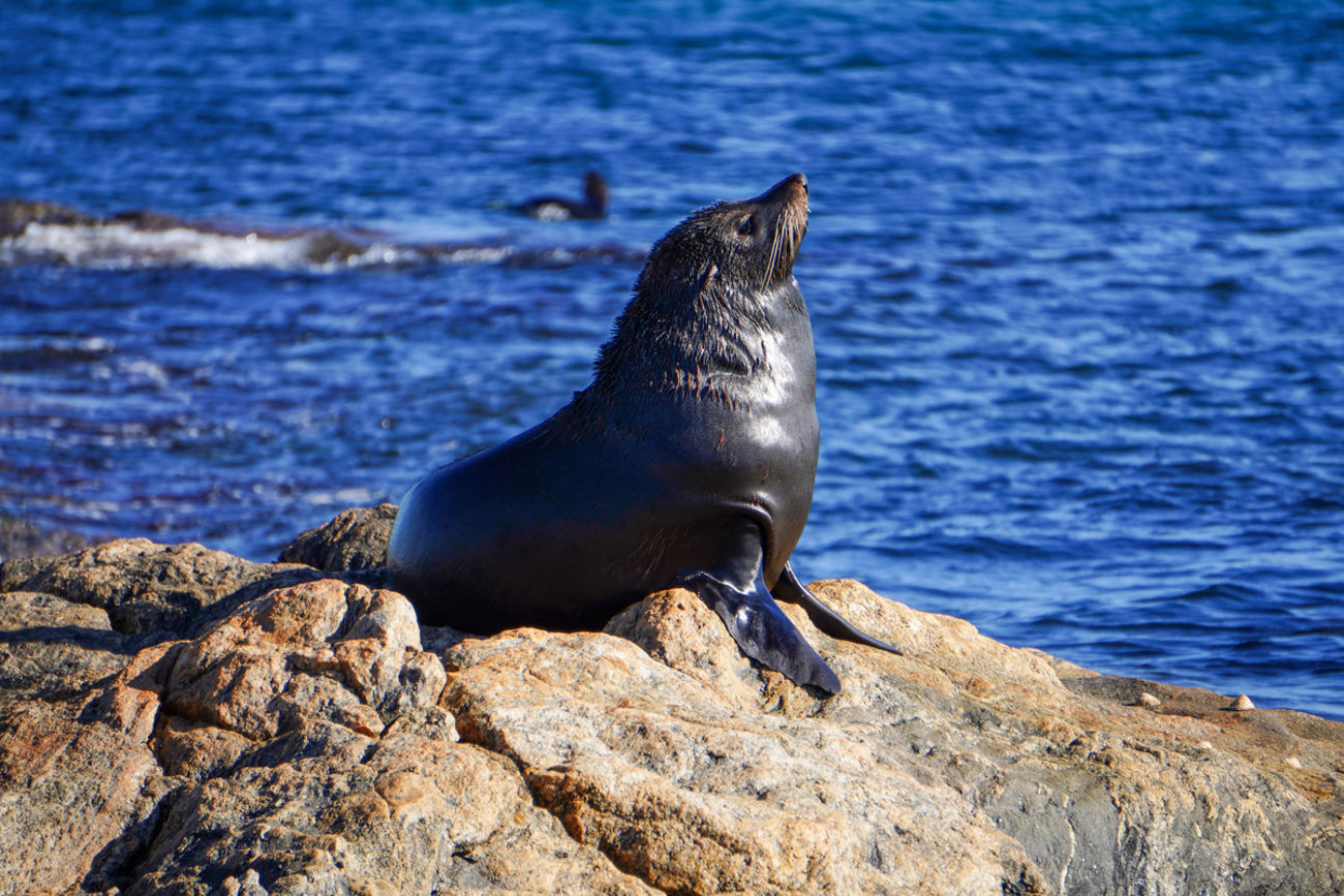 Corny Point sealion