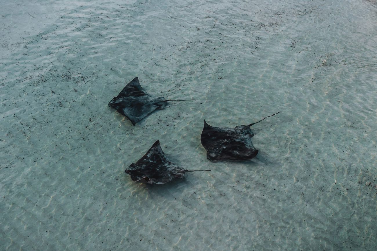 Point Turton stringrays