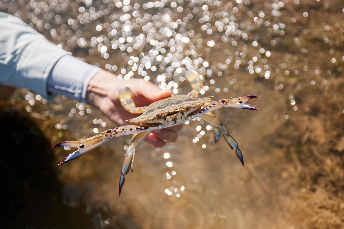 Blue Swimmer Crab