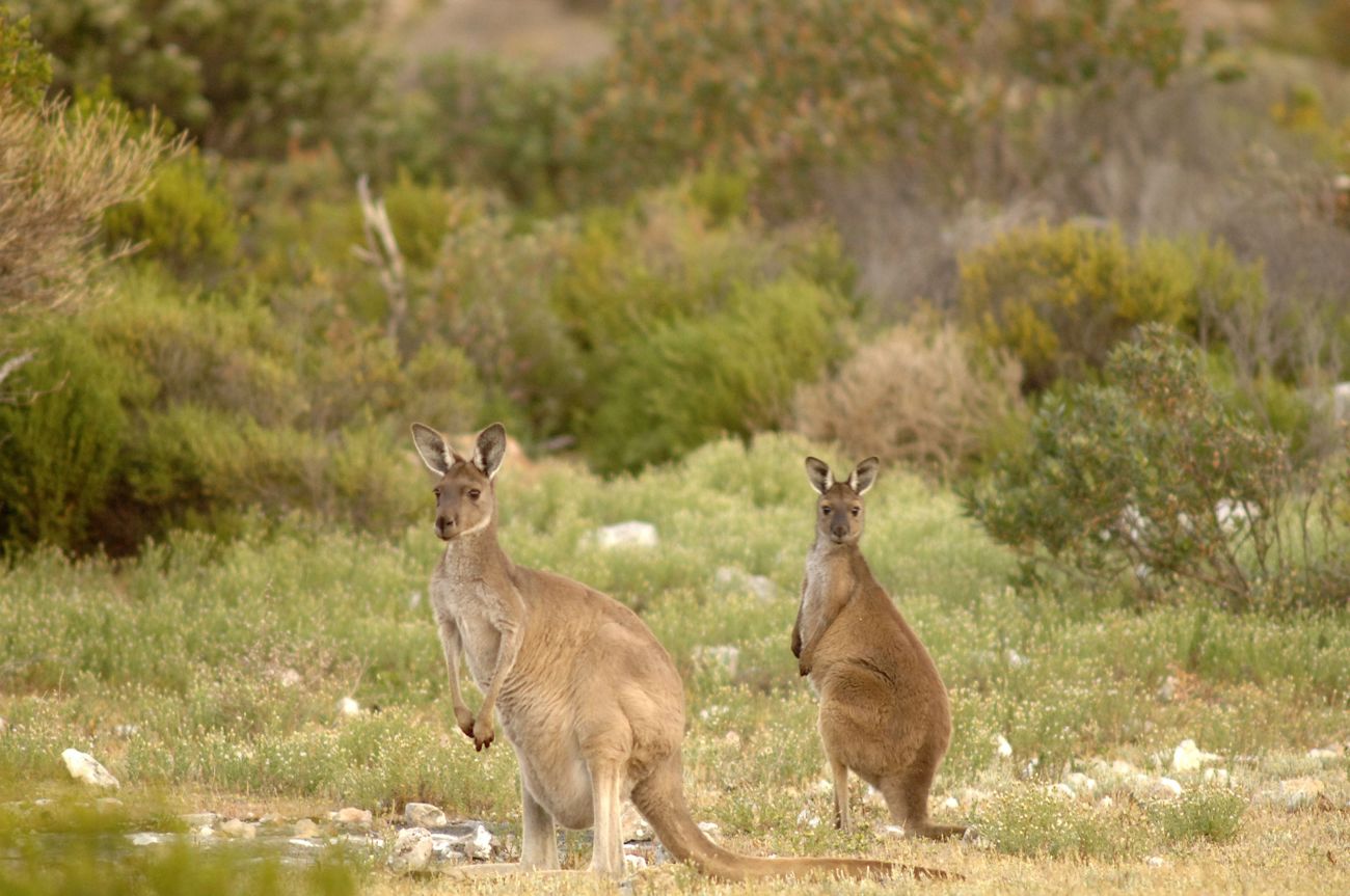 Kangaroos in Dhilba-Guuranda Innes National Park